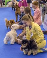 Dog show