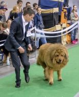 Dog show