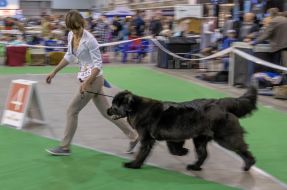 Dog show