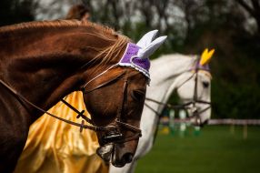 Horse-racing festival