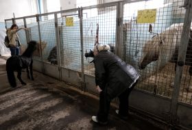 Aviary for horses and ponies