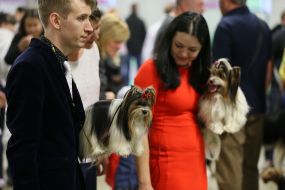 Dog Show "Cup Lemberga 2016"/"2016 Cup of Galicia"