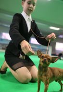 Виставка собак "Кубок Lemberga 2016"/"Кубок Галичини 2016" 