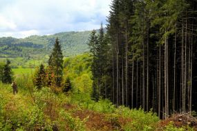 The landscape of the area of forest land