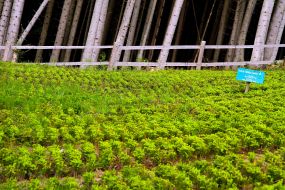 Nursery of silver fir