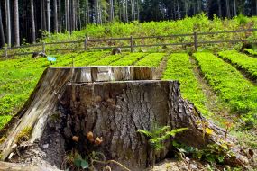 Nursery of silver fir