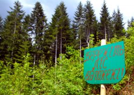 The landscape of the area of forest land