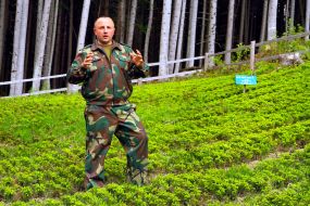 Nursery of silver fir