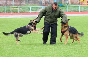 Выставка собак всех пород