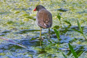 Common moorhen