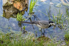 Wagtail