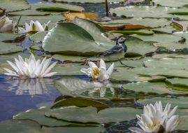 Трясогузка