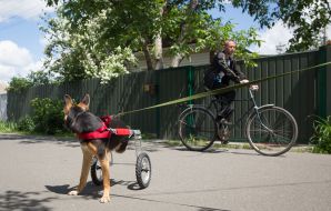 Собака у візку