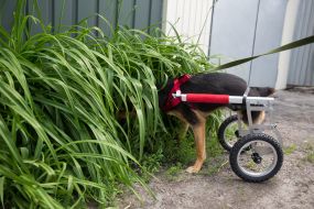 Собака у візку