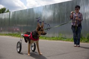 Собака у візку