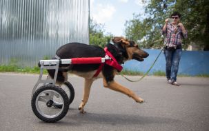 Собака у візку