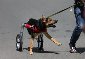 Собака у візку