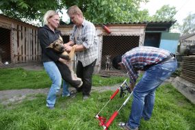 Собака-інвалід Руфус