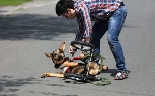 Собака у візку