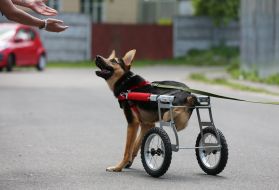 Собака у візку