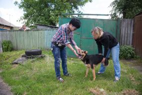 Собака-інвалід Руфус