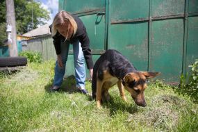 Собака-інвалід Руфус