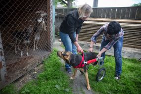 Собака у візку