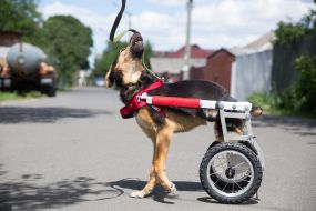 Собака у візку