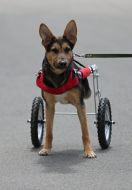 Собака у візку