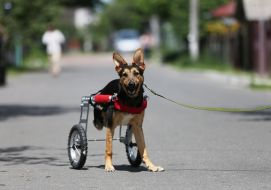 Собака у візку