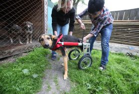 Собака у візку