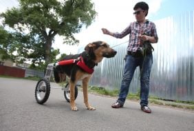 Собака у візку