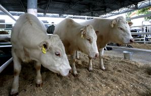 Cows breed Charolais