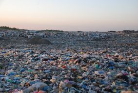 Gribivichi dump