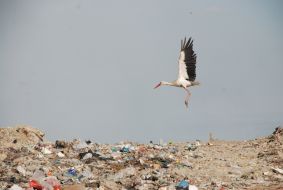 Gribivichi dump