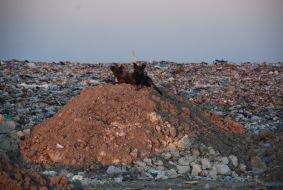 Gribivichi dump