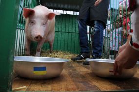 Свинья-предсказатель Люсьен