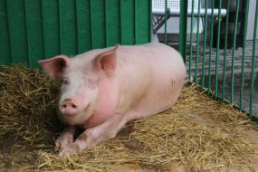 Свинья-предсказатель Люсьен