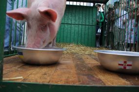 Свинья-предсказатель Люсьен