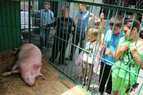 Свинья-предсказатель Люсьен