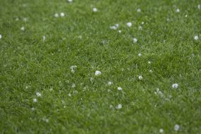 Euro 2016. Ukraine national team - national team of Northern Ireland