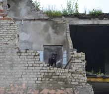 Собака в разрушенном здании