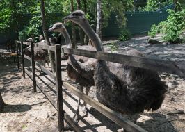 Ostriches in Mezhyhiria