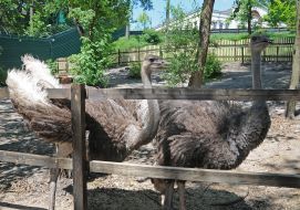 Ostriches in Mezhyhiria