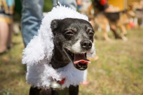 The exhibition of outbred dogs "Barbos Cup-2014"