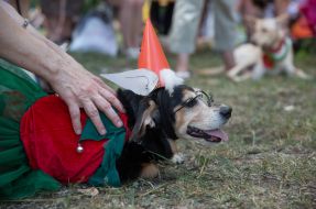 The exhibition of outbred dogs "Barbos Cup-2014"