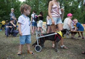 The exhibition of outbred dogs "Barbos Cup-2014"