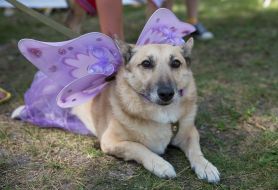 The exhibition of outbred dogs "Barbos Cup-2014"