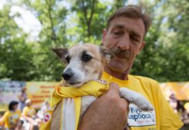 The exhibition of outbred dogs "Barbos Cup-2014"