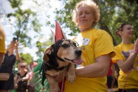 The exhibition of outbred dogs "Barbos Cup-2014"